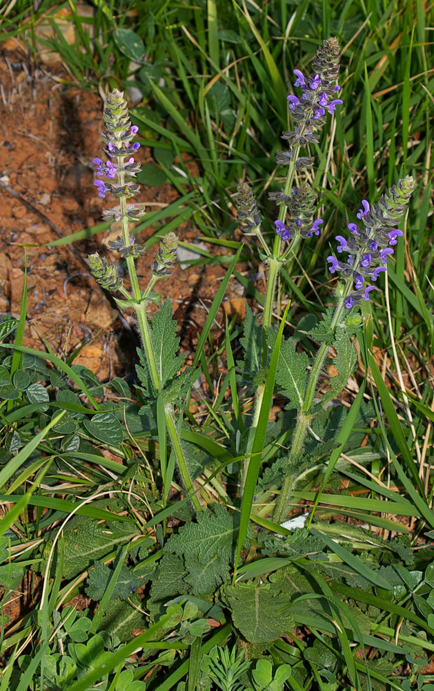 Salvia verbenaca / Salvia minore